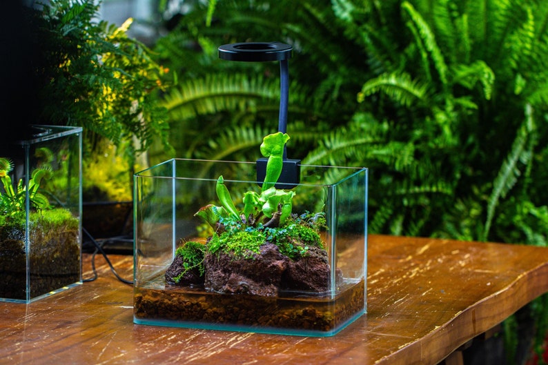 WaterTight Curved Glass Terrarium with Grow Lamp for Tropical Bog Plants, Water Plants Terrarium, Mother's Day Gift