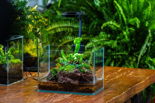 WaterTight Curved Glass Terrarium with Grow Lamp for Tropical Bog Plants, Water Plants Terrarium, Mother's Day Gift