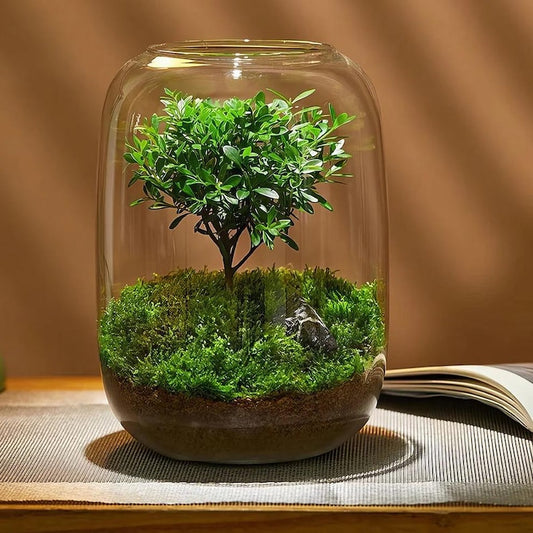 Borosilicate Glass Terrarium Jar: Modern Micro-Landscape Container
