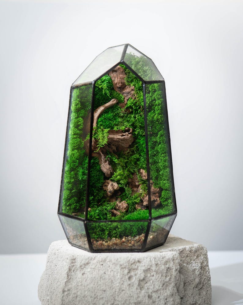 Geometric Glass Moss Terrarium | Preserved Moss & Driftwood Decor | Low Maintenance Modern Home Accent | Handmade Gift